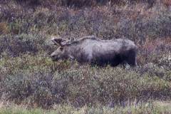 Alaska_2018_1128