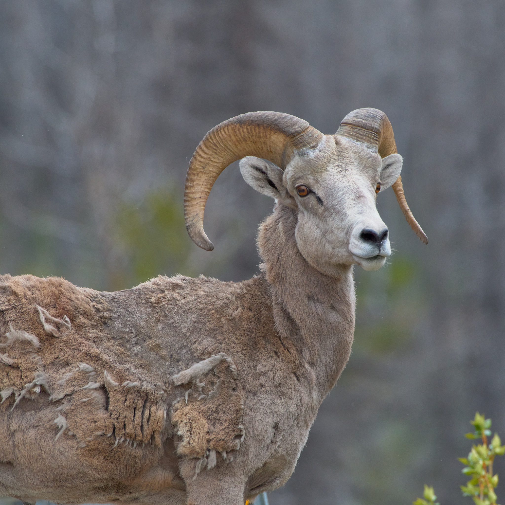 1_waterton_lakes_bh_sheep_2024-06-04_0110