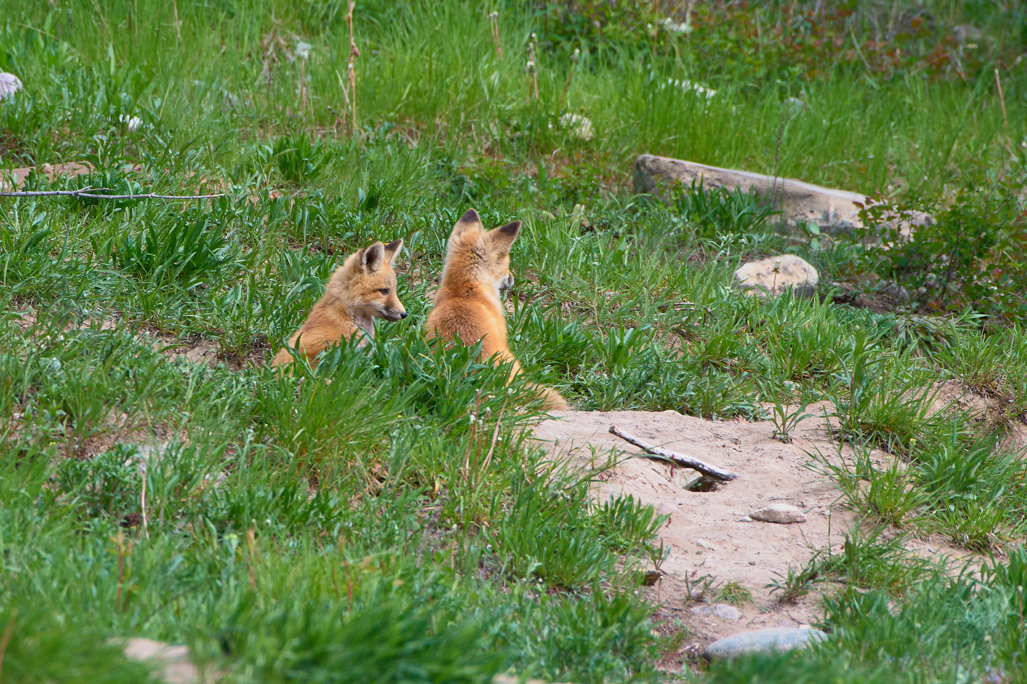 1_waterton_lakes_foxes_2024-06-03_0131