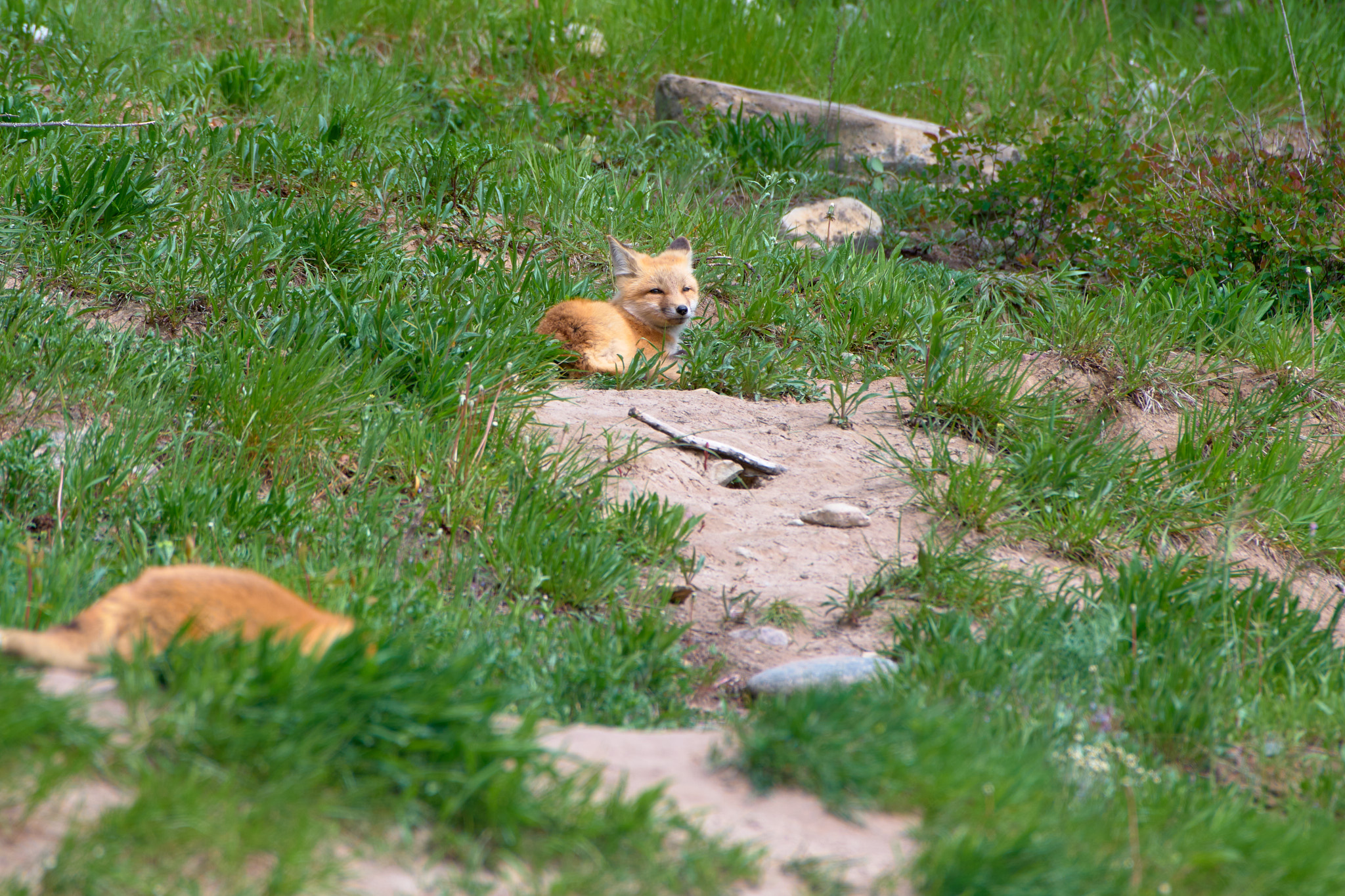 1_waterton_lakes_foxes_2024-06-03_0154