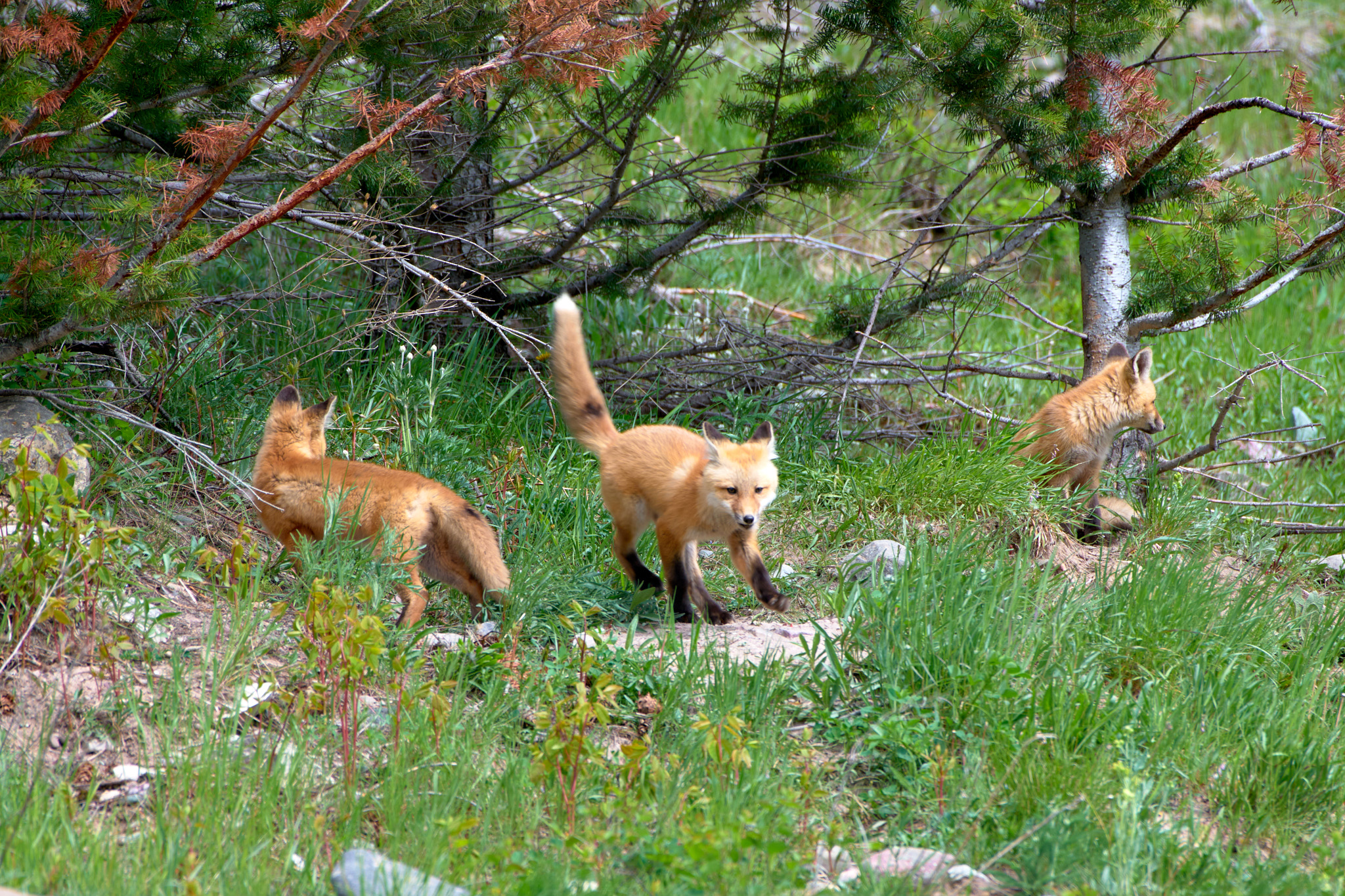 1_waterton_lakes_foxes_2024-06-03_0159