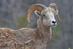 1_waterton_lakes_bh_sheep_2024-06-04_0110