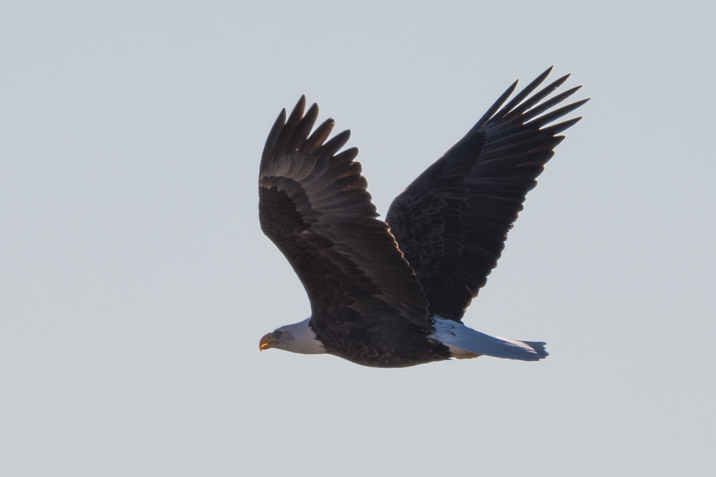 co_safari_20200126_2_615