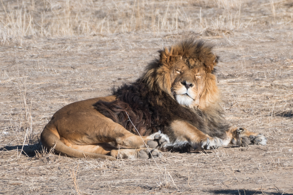 co_safari_20200126_2_679