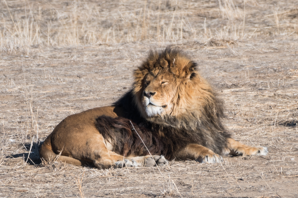 co_safari_20200126_2_685