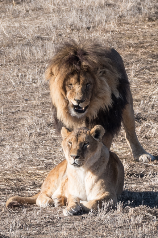 co_safari_20200126_2_727