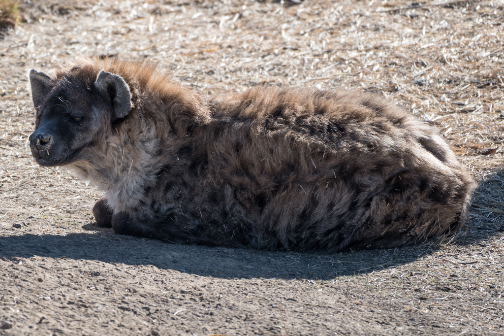 co_safari_20200126_2_758