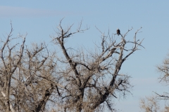 co_safari_20200126_1_238