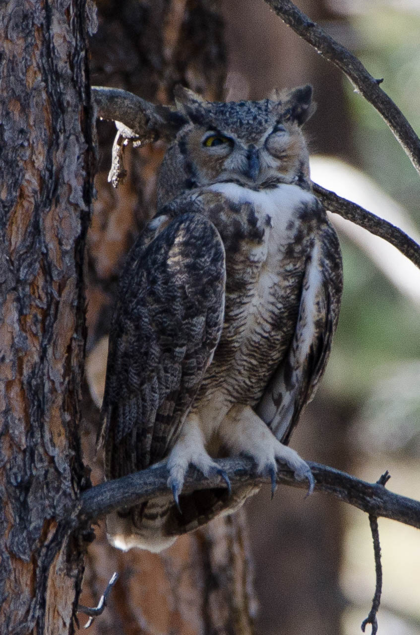 owl-6432-2