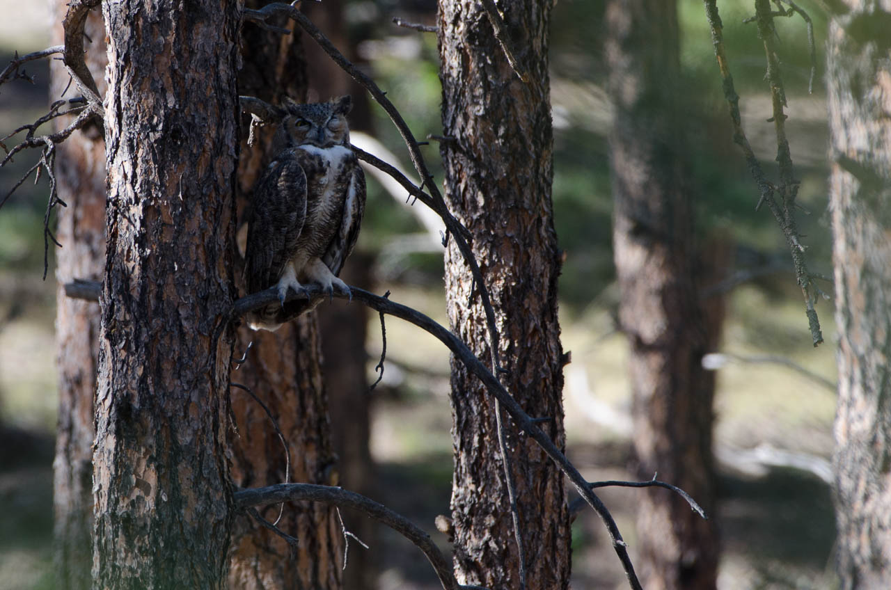 owl-6432