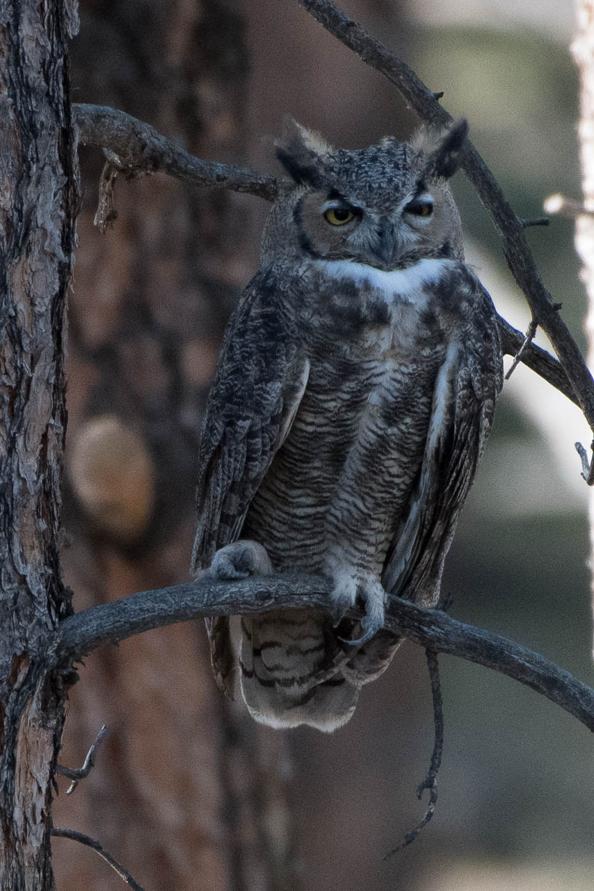 owl-6496