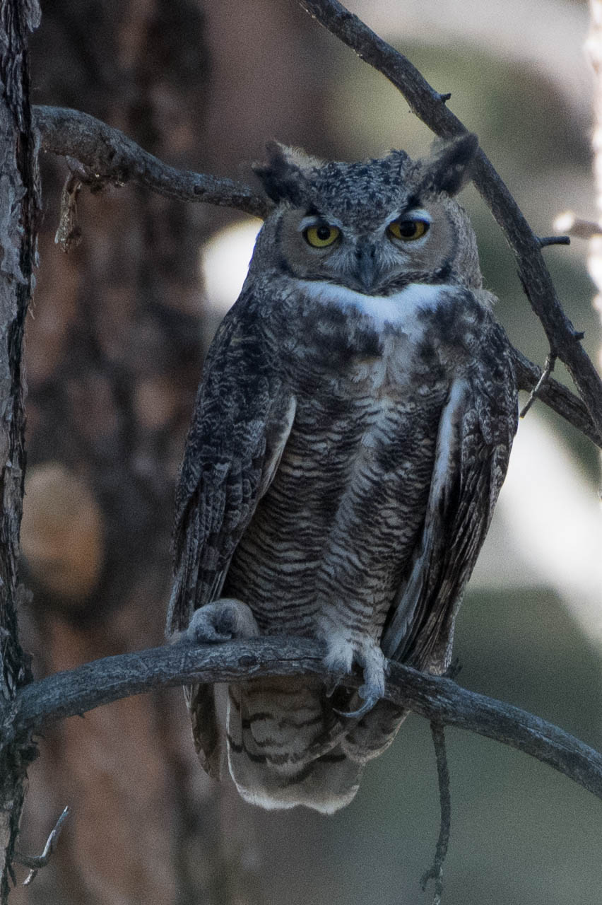 owl-6512