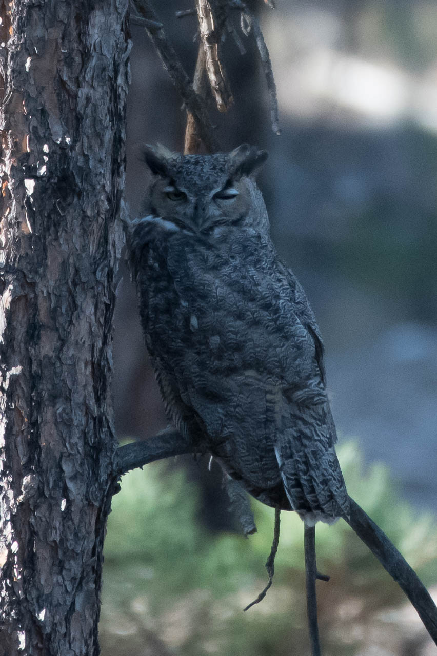 owl-6533
