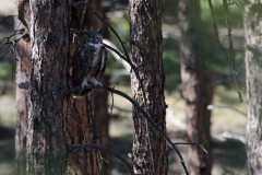 owl-6432