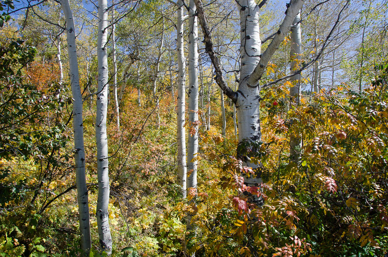 fall_2019-6619