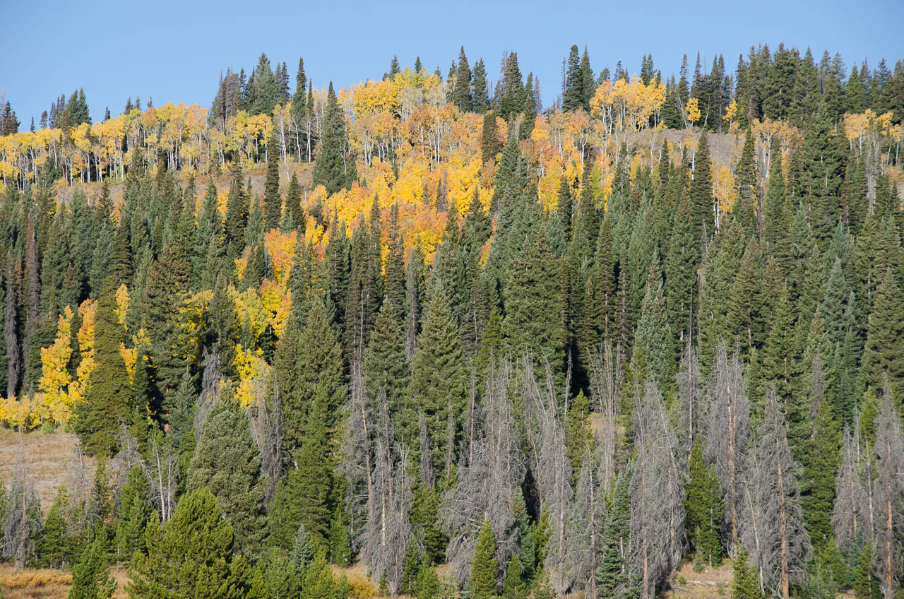 fall_2019-6705