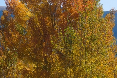 fall_2019-6555