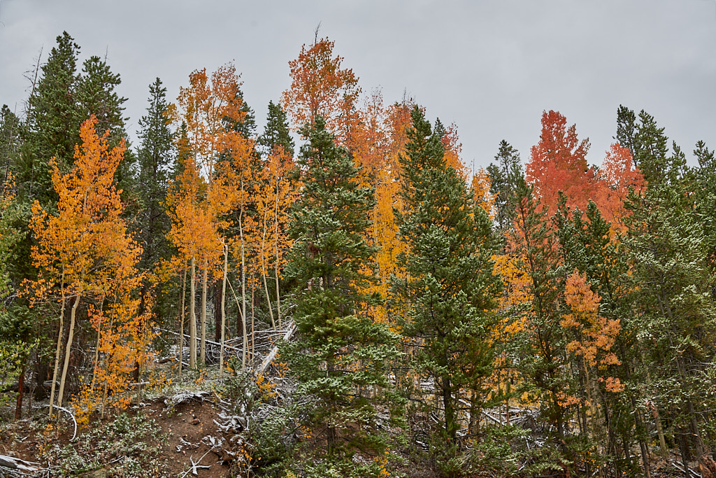 Corona_pass_20210920_0070