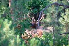 elk_20260808_0153