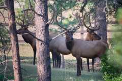 elk_20260808_0224