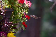 hummer_2018-09-23_0477