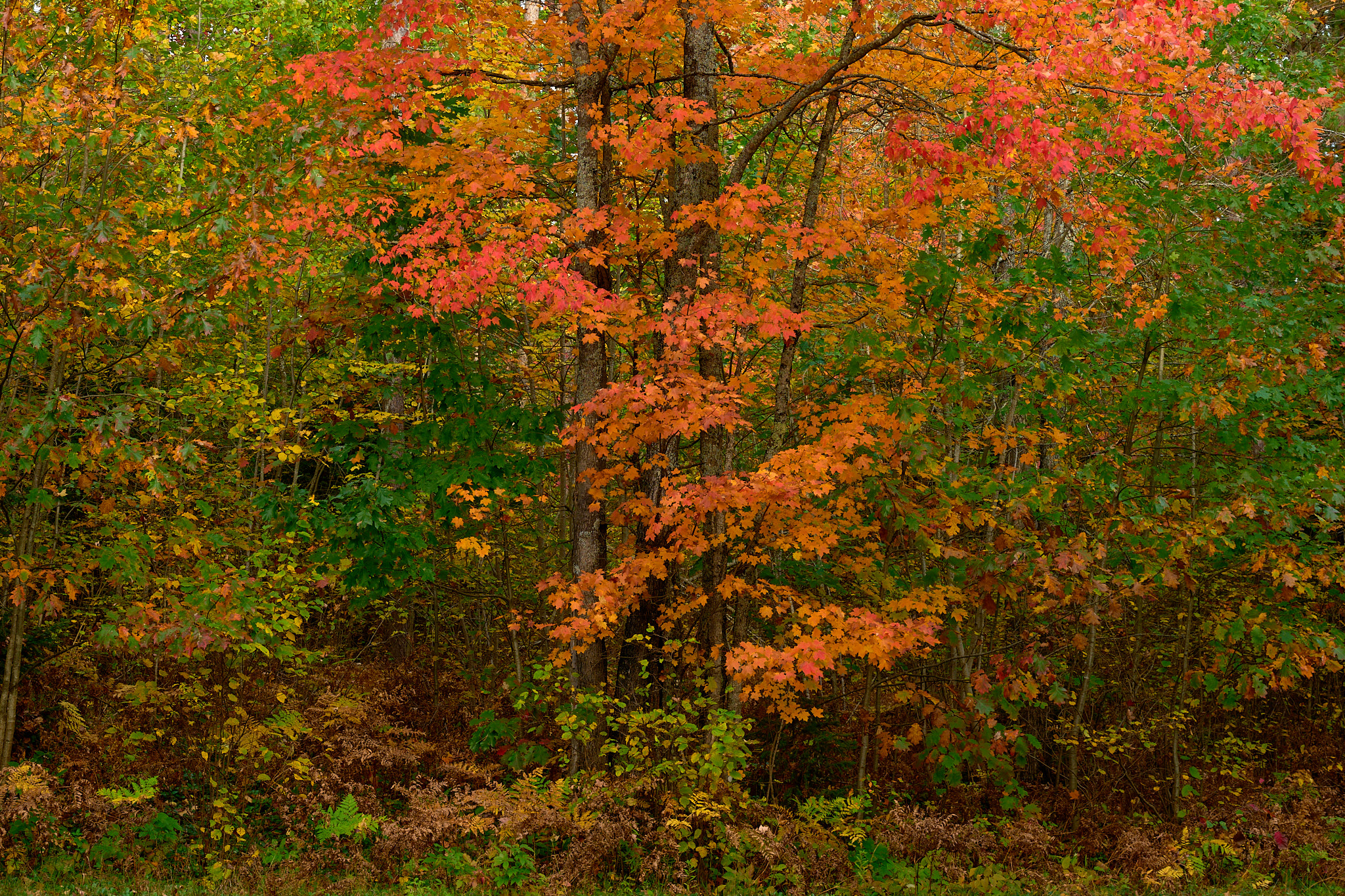 UP_MI_Z8_day_2_2025-10-01_0032