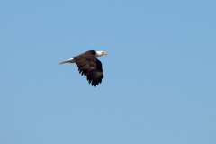 eagles_2024-02-05_0011